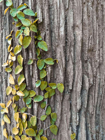 Autumn ivy creeper leaves on the cement wall, space for textの写真素材