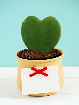 Heart potted plant with tag and red bow on white wood table and blue backgroundの写真素材