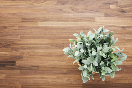 Wooden office desk background with artificial green plantの写真素材