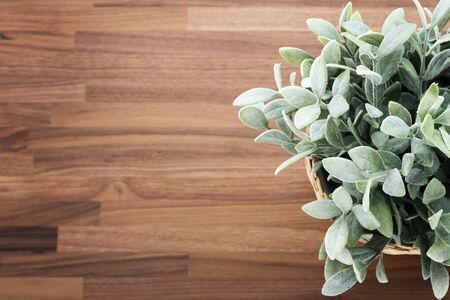 Artificial green plant on wooden office desk backgroundの写真素材
