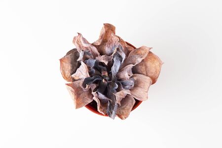 Dying cactus in pot on white background, top viewの写真素材
