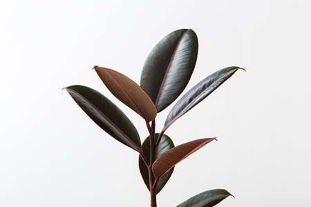 Rubber plant on white background, ficus elastica houseplantの写真素材