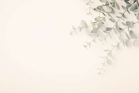 Decor plant background with copy spaceの写真素材