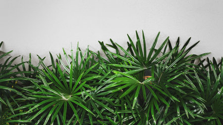 Natural palm leaves on concrete wall background