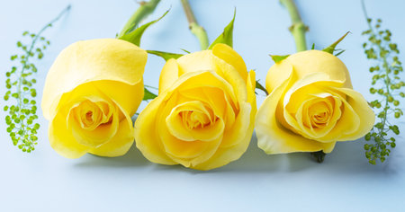 Yellow rose flower closeup on blue backgroundの写真素材