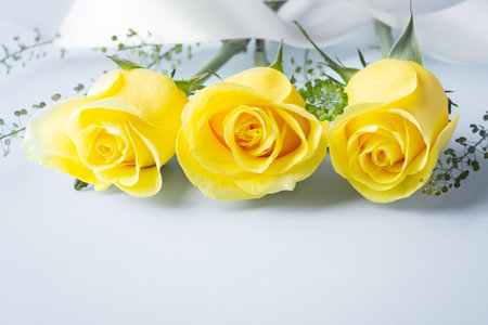Rose flower bouquet with white ribbon on light blue backgroundの写真素材