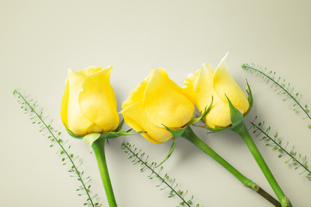 Yellow roses on beige background, closeup, top view, copy spaceの写真素材