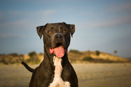Blue Nose American Pit Bull Terrier dog