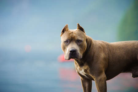 American Pit Bull Terrier against blue sky, ocean, kayak and treesの写真素材
