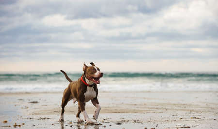 American Pit Bull Terrier running on beach with ocean wavesの写真素材