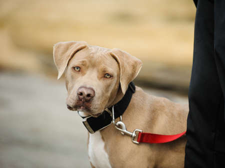 American Pit Bull Terrier on leashの写真素材