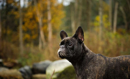 French Bulldog against forest during fall seasonの写真素材