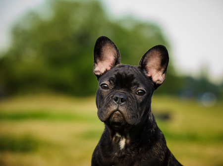 French Bulldog Puppy portraitの写真素材