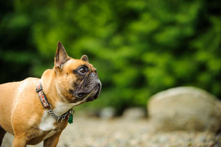 French Bulldog portrait against green treesの写真素材