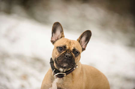 French Bulldog portrait against snowの写真素材
