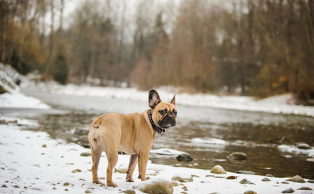 French Bulldog standing on snowy river bankの写真素材