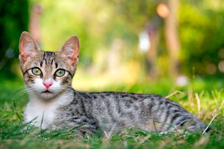 Portrait of cat laying in the grass (shallow depth of field)の写真素材