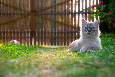 Kitten laying in the grass (shallow depth of field)の写真素材