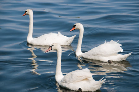 Beautiful white swans on a lakeの写真素材