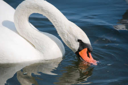 Close-up of beautiful white swan on a lake, looking for foodの写真素材