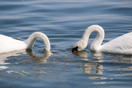 Beautiful white swans on a lake, looking for foodの写真素材