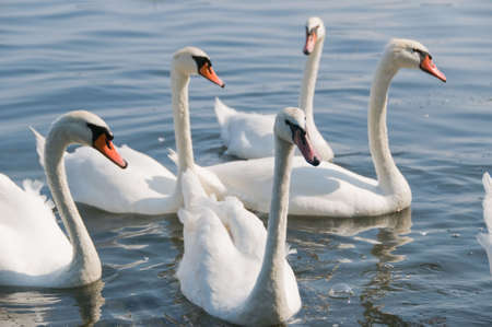 Group of beautiful white swans on a lakeの写真素材