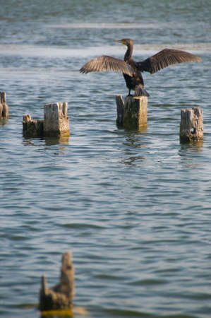 Black bird spreading its wingsの写真素材