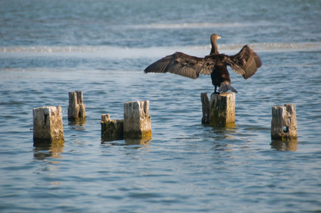 Black bird spreading its wingsの写真素材