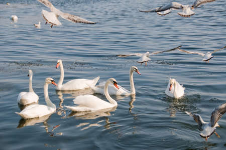 Group of beautiful white swans on a lakeの写真素材