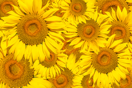 Pattern of bright yellow sunflowers on a white isolated background, an unripened sunflower with a yellow center, a background of yellow flowersの写真素材