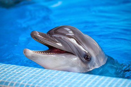 Close-up of an adult gray dolphin looking at the camera and smiling in a blue pool near the side