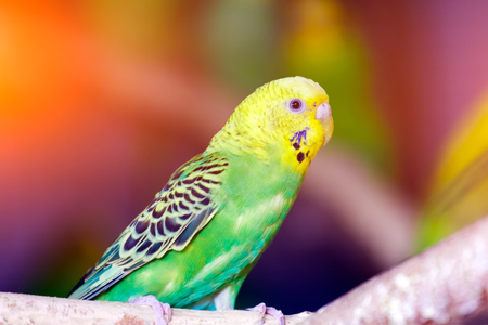 Close-up of a young beautiful yellow-green parrot  or melopsittacus undulatus perched on a wooden branchの写真素材