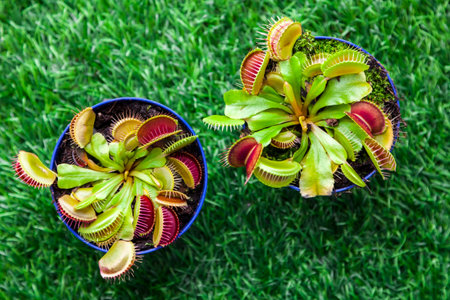 Close-up of a young bright green Dionaea muscipula in a pot on a green artificial grass, top view