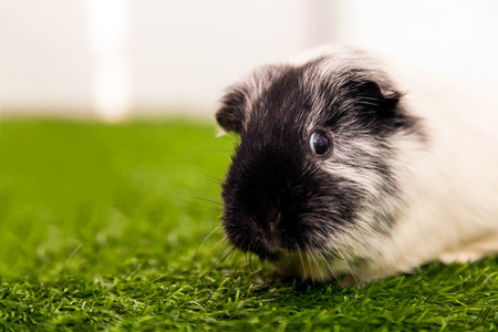 close-up of a small black and white guinea pig  or Cavia porcellus with black eyes on a green artificial grassの写真素材