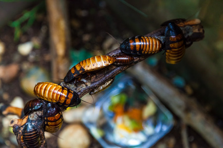 Close-up of four red-brown large Madagascar cockroaches  or Gromphadorhina  sit on a wooden shelfの写真素材