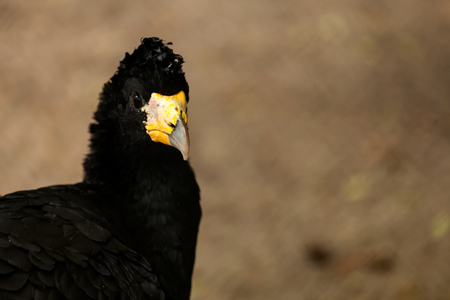 Close-up portrait of a black bird kite with a yellow beak on a brown backgroundの写真素材