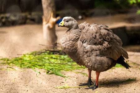 Close-up portrait of a brown cape barren goose with red paws on a sandy beach on a warm summer dayの写真素材
