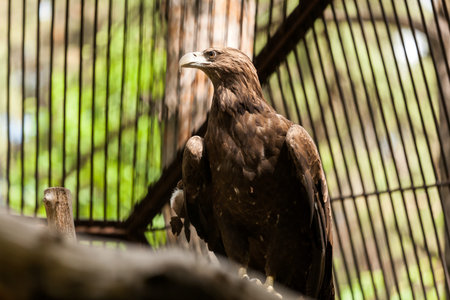 Close-up portrait of a black bird kite on a brown branch in the zoo