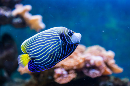Close-up of hepatus fish floating and looking at the camera in an aquarium