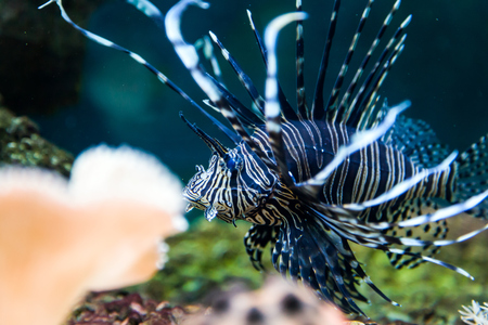 Close-up of synodontis nigrita fish floating and looking at the camera in an aquariumの写真素材