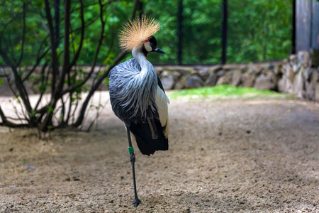 Close-up portrait of a black and white bird balearica regulorum gibbericeps  on a sandy beach on a warm summer dayの写真素材