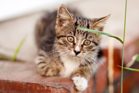 Close-up of a small brown striped kitten walking and much surprised, in the background a brown wallの写真素材