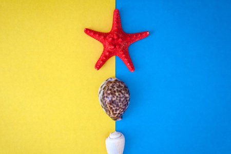 Exotic seashells and starfish collection flat lay on a blue  and yellow background, copy space