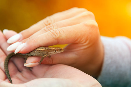 Close-up of a young woman holding a small brown lizard in handsの写真素材