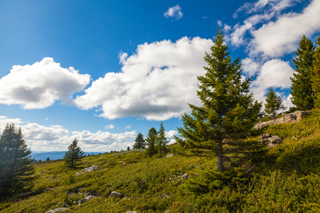 A landscape view of beautiful  green forest  and  Altai mountain background.  Panoramic view  in the Altai mountainsの写真素材