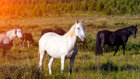 Close-up of a herd of horses white and black on a green meadow, in the background a green coniferous forest and blue sky.の写真素材