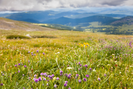 Pink flower fields with mountain in the background far away.の写真素材