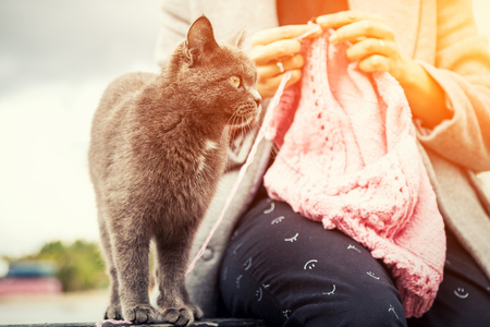 Close-up of woman hands knitting  pink  wool hat with needle,    next is a beautiful gray cat against the background  of the sea  in sunny autumn day . Freelance creative working and living conceptの写真素材