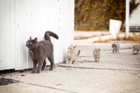 Portrait of a beautiful gray cat walks with little kittens  around an old white lighthouse near mine on a warm autumn dayの写真素材