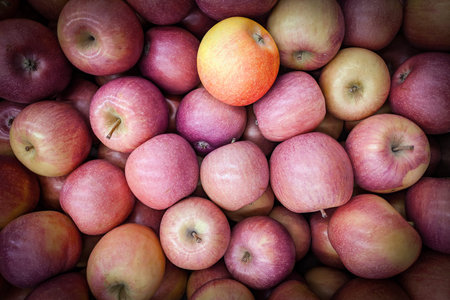 Red and yellow apples background. Fresh apples variety grown in the shop. Apple suitable for juice,...